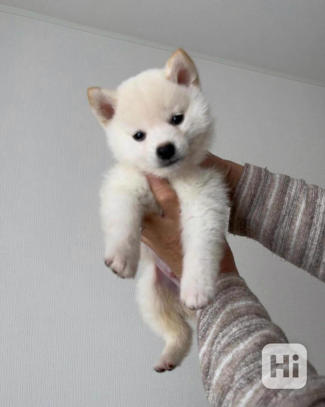 Shiba Inu - foto 1