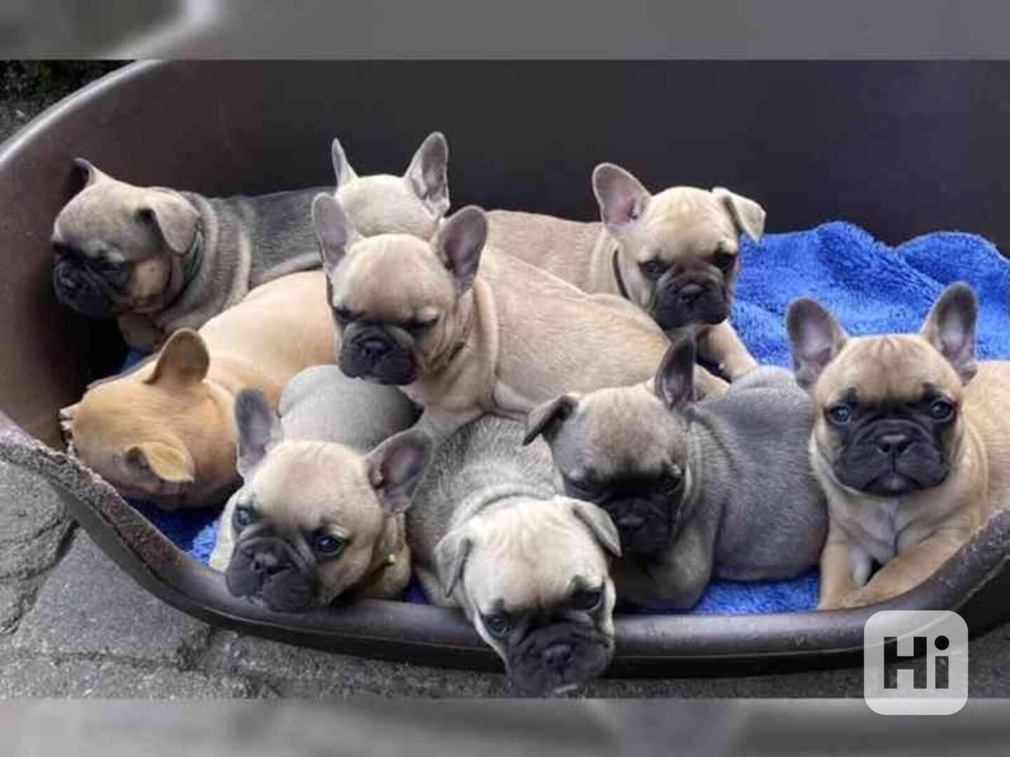 Chiots bouledogue - foto 1