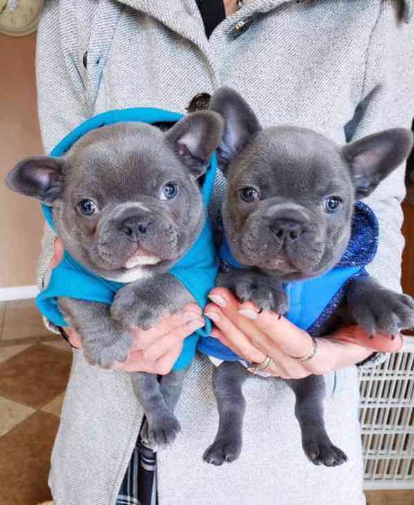 Chiots bouledogue - foto 2