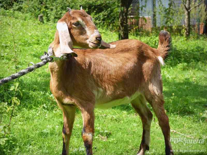 100% anglonubijská koza na prodej - foto 5