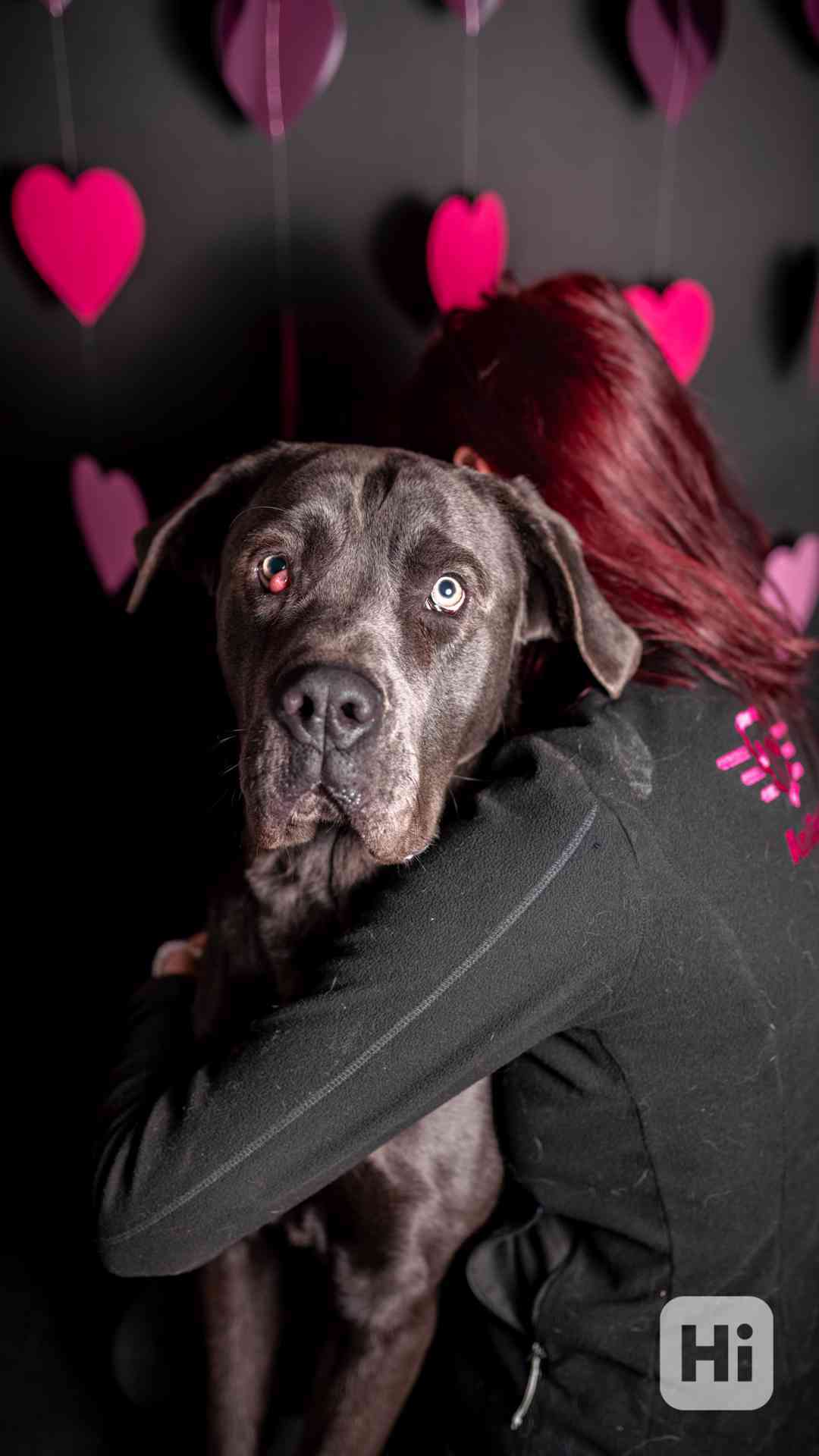 Gino - x caneCorso, aktivní puberťák, 1 rok - foto 1