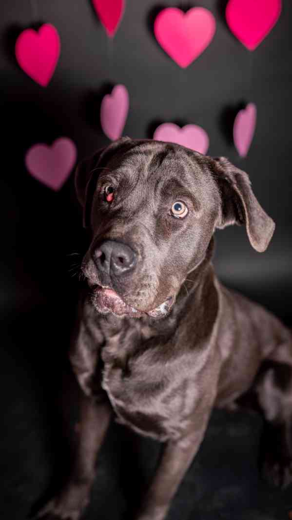Gino - x caneCorso, aktivní puberťák, 1 rok - foto 3