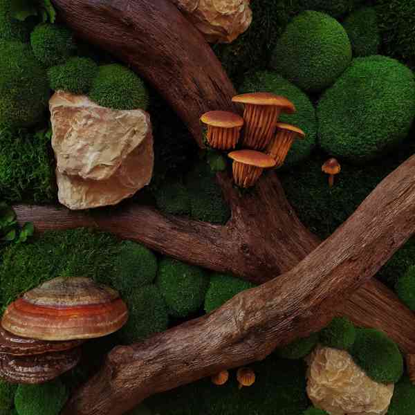 Mechový obraz / obraz ze stabilizovaného mechu - foto 4