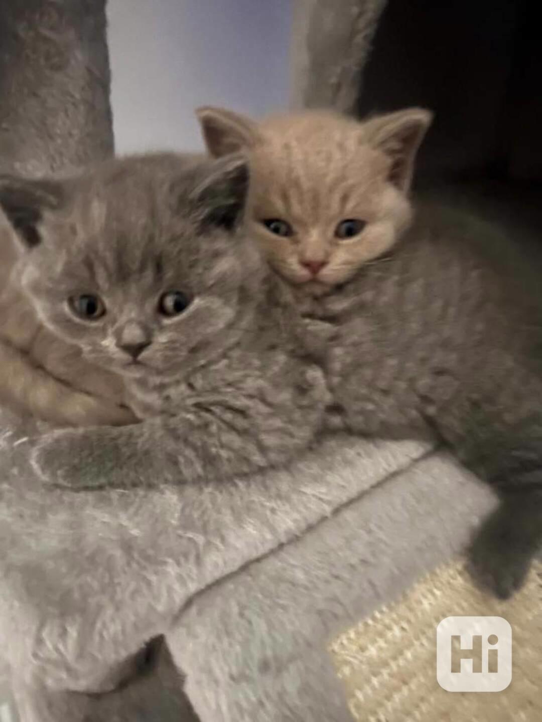 koťat, koček - Britská krátkosrstá kočka - foto 1