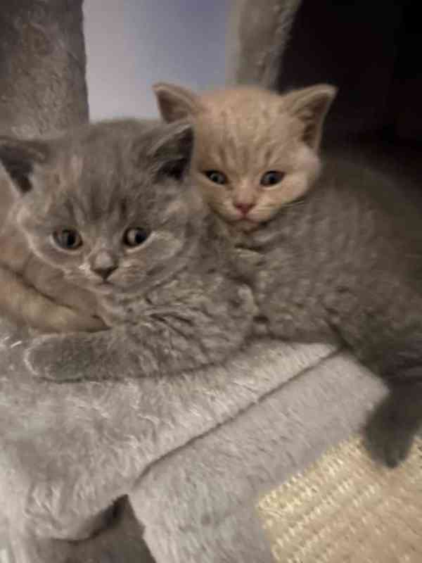 koťat, koček - Britská krátkosrstá kočka - foto 1