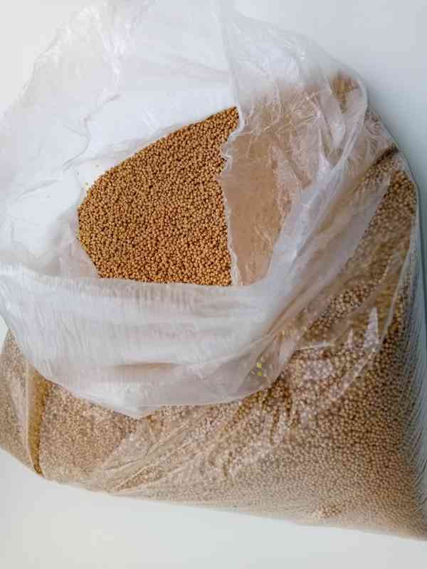 Hořčice bílá (white mustard seeds) - foto 2