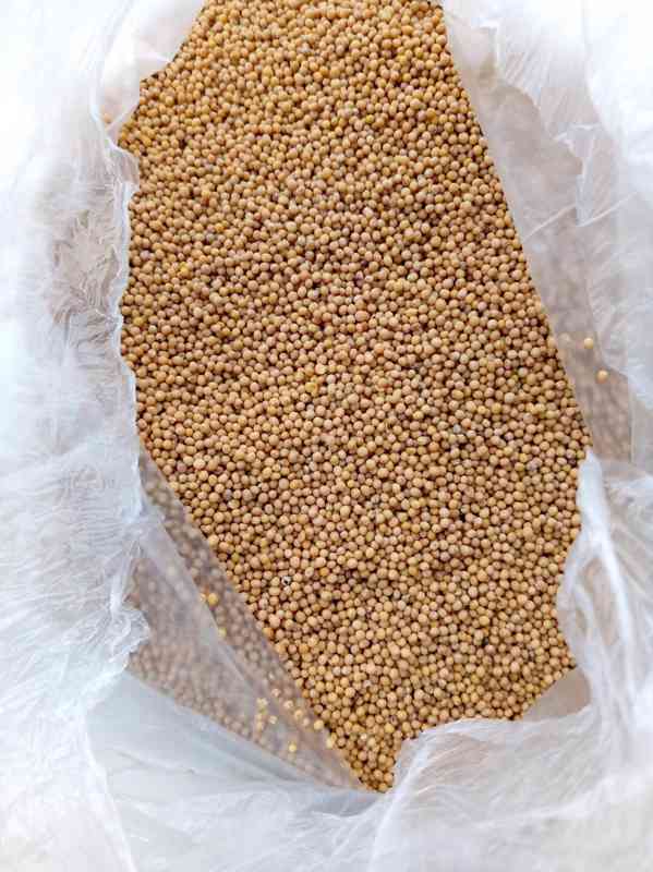 Hořčice bílá (white mustard seeds) - foto 1