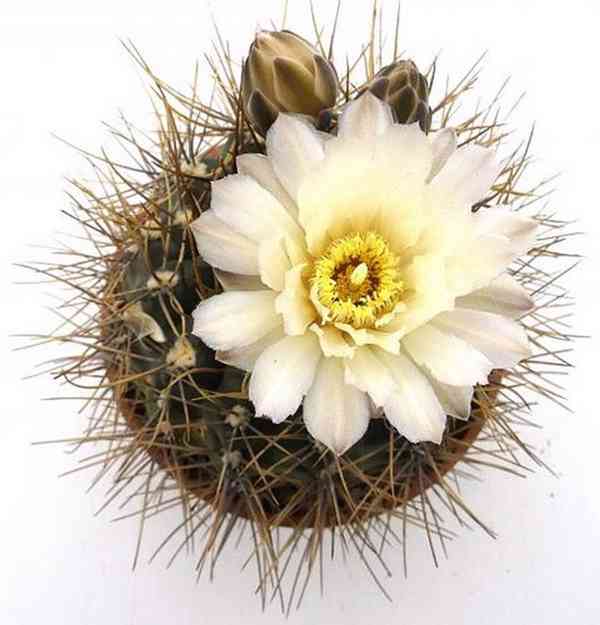 semena kaktusu Gymnocalycium gibbosum v. nobile - foto 1