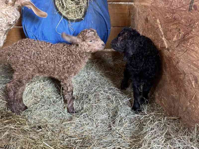 Prodám krásné nigerijské zakrslé kozy!