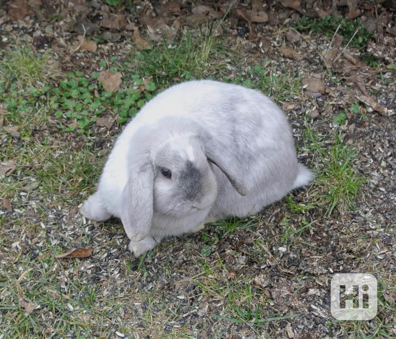 Minilop -beránek - foto 1