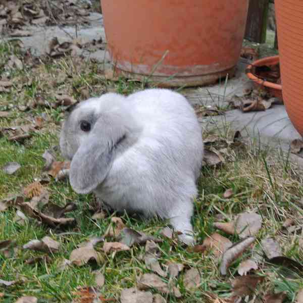 Minilop -beránek - foto 2