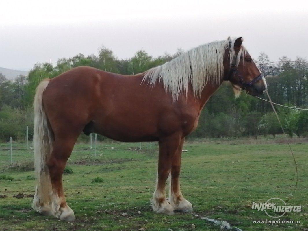 Schwarzvaldský chladnokrevník - foto 1