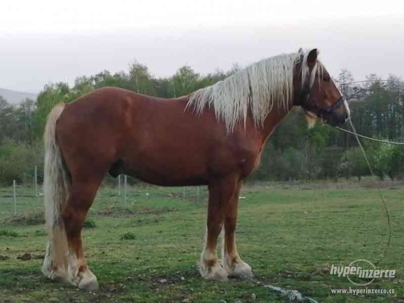 Schwarzvaldský chladnokrevník - foto 1