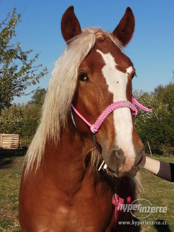 Schwarzvaldský chladnokrevník - foto 2