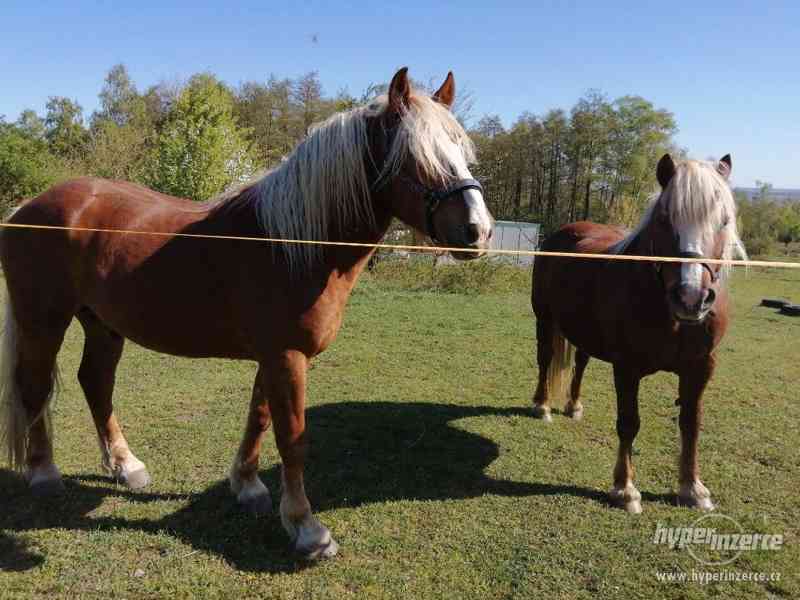 Schwarzvaldský chladnokrevník - foto 3