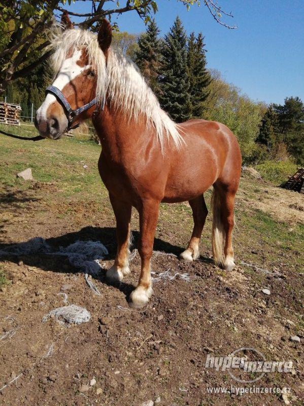 Schwarzvaldský chladnokrevník - foto 4