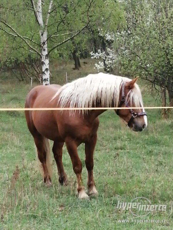 Schwarzvaldský chladnokrevník - foto 5