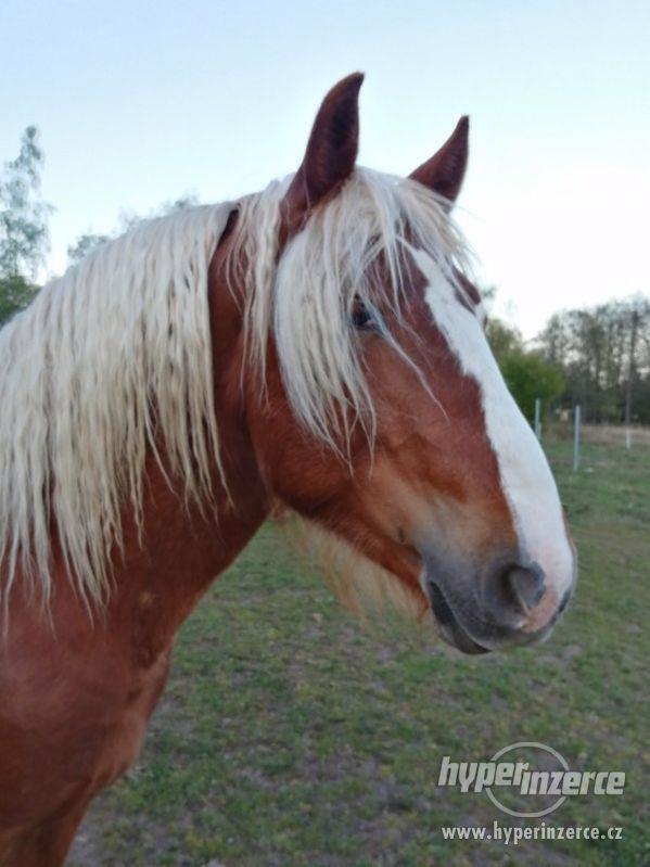 Schwarzvaldský chladnokrevník - foto 6