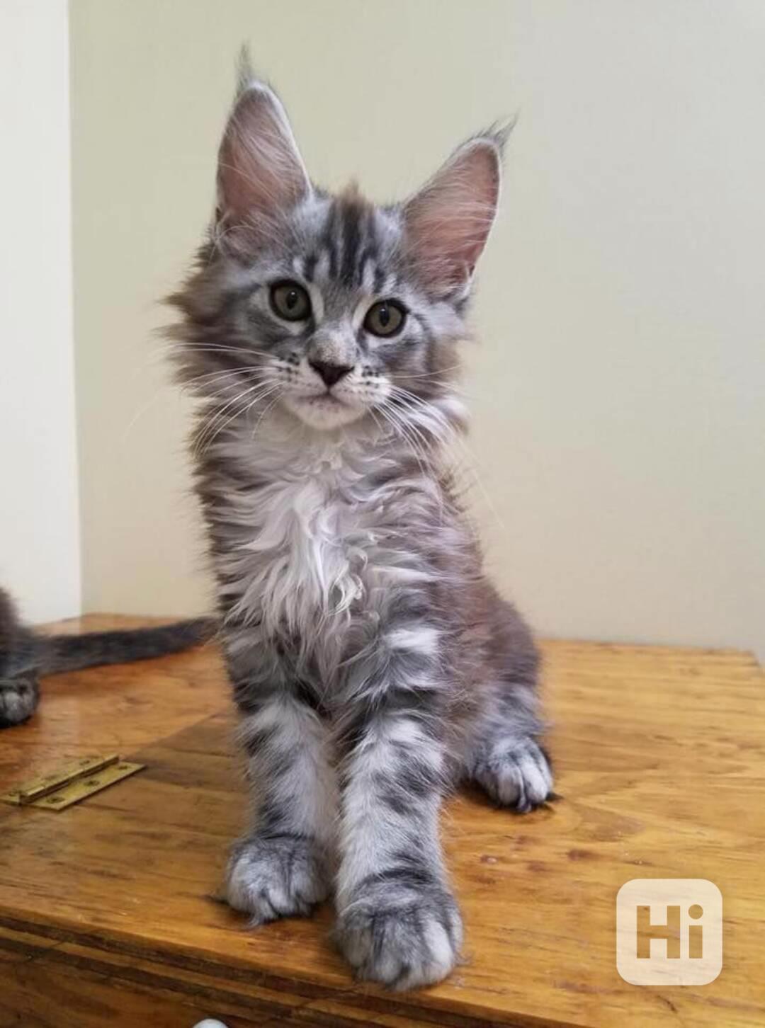 Rozkošná mainská mývalí koťátka nyní k bezplatné adopci   - foto 1