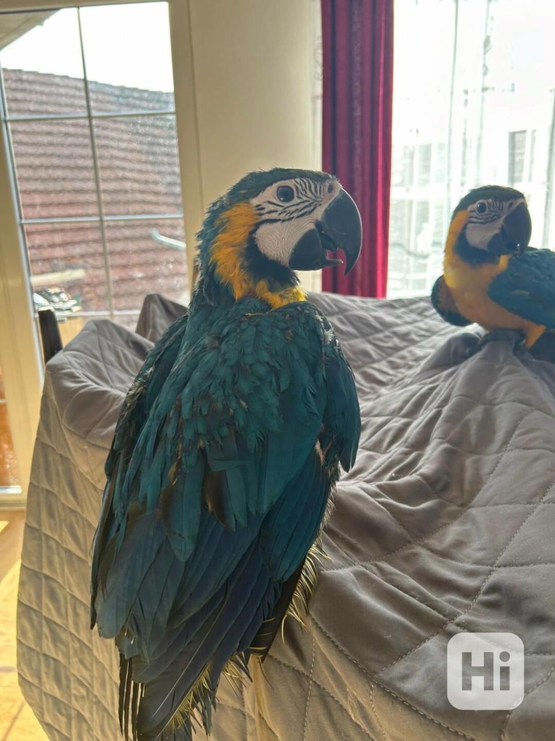 Ručně odchovaní modrozlatí arové - foto 1