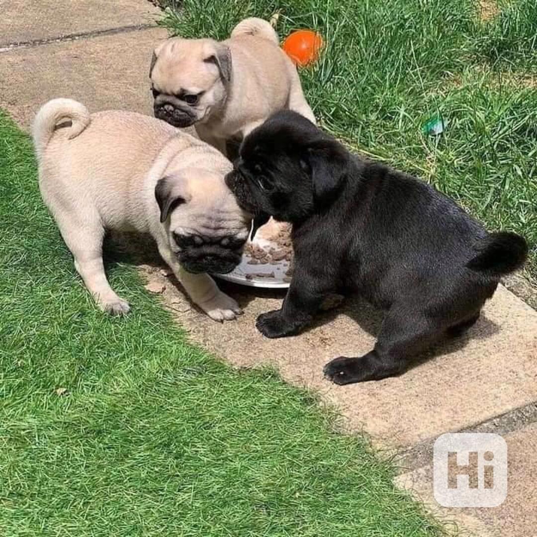 štěňata mopsů k adopci - foto 1