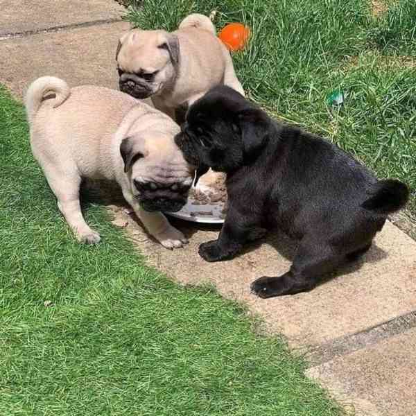štěňata mopsů k adopci - foto 1