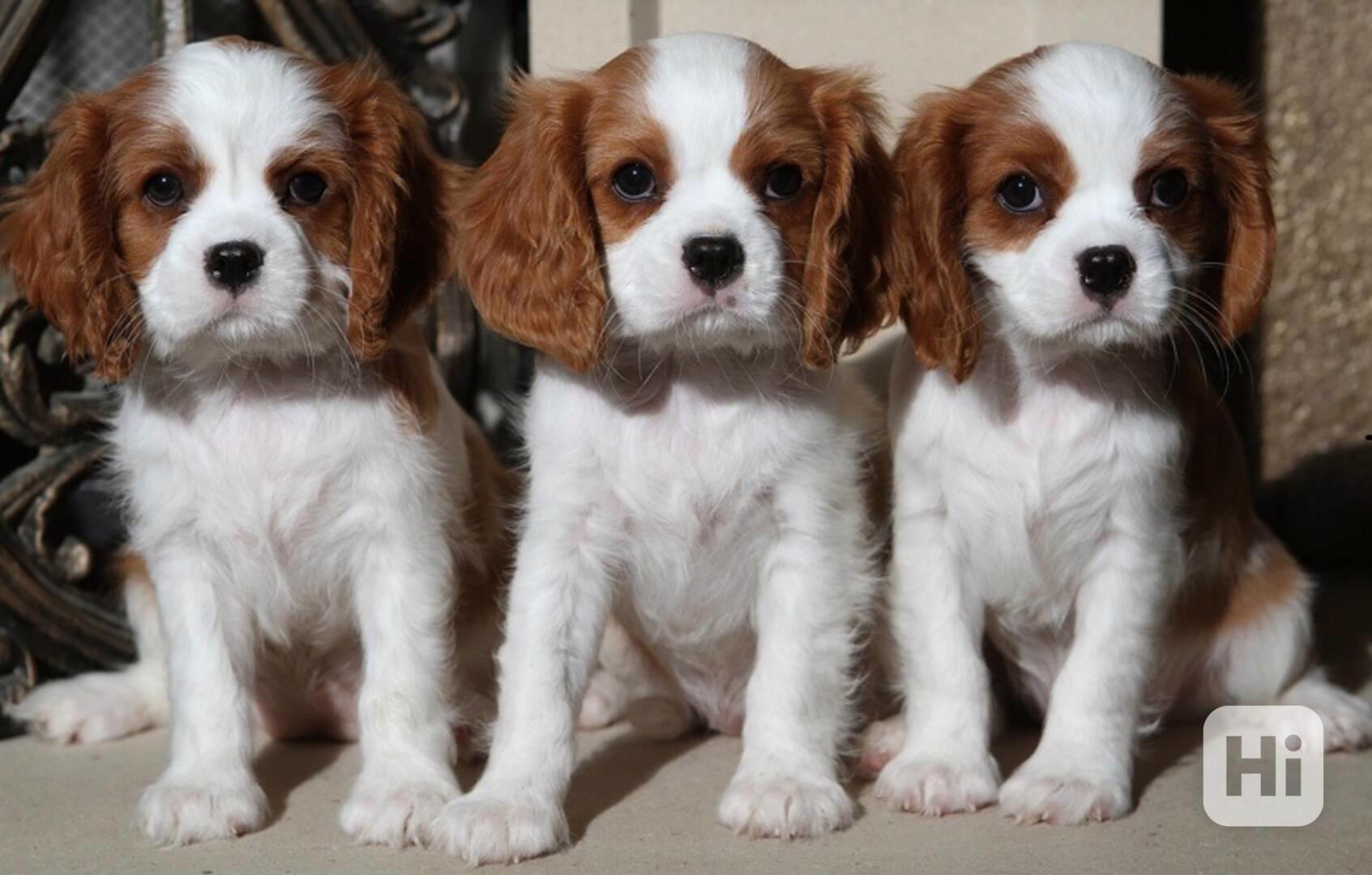kavalír king charles španěl štěňata s pp. - foto 1