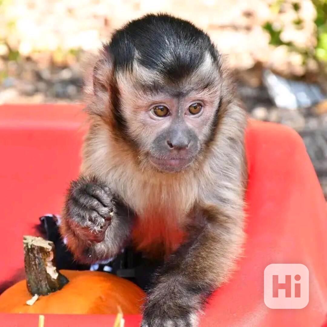  Domácí kapucíni pro děti. - foto 1