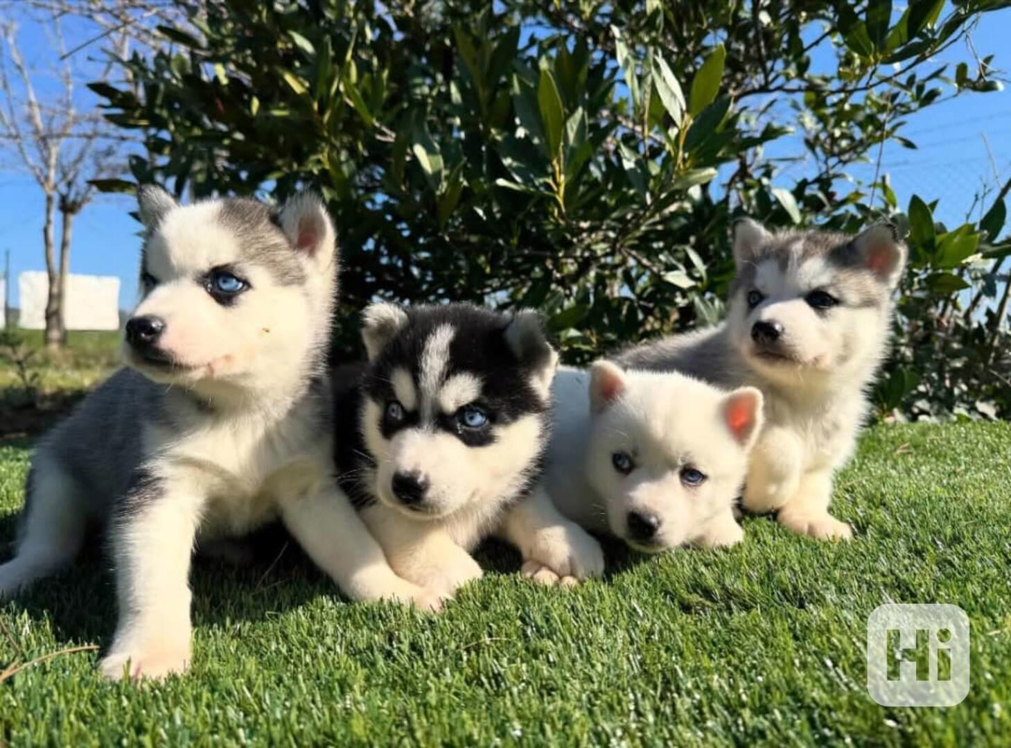 Štěňata sibiřského huskyho. - foto 1