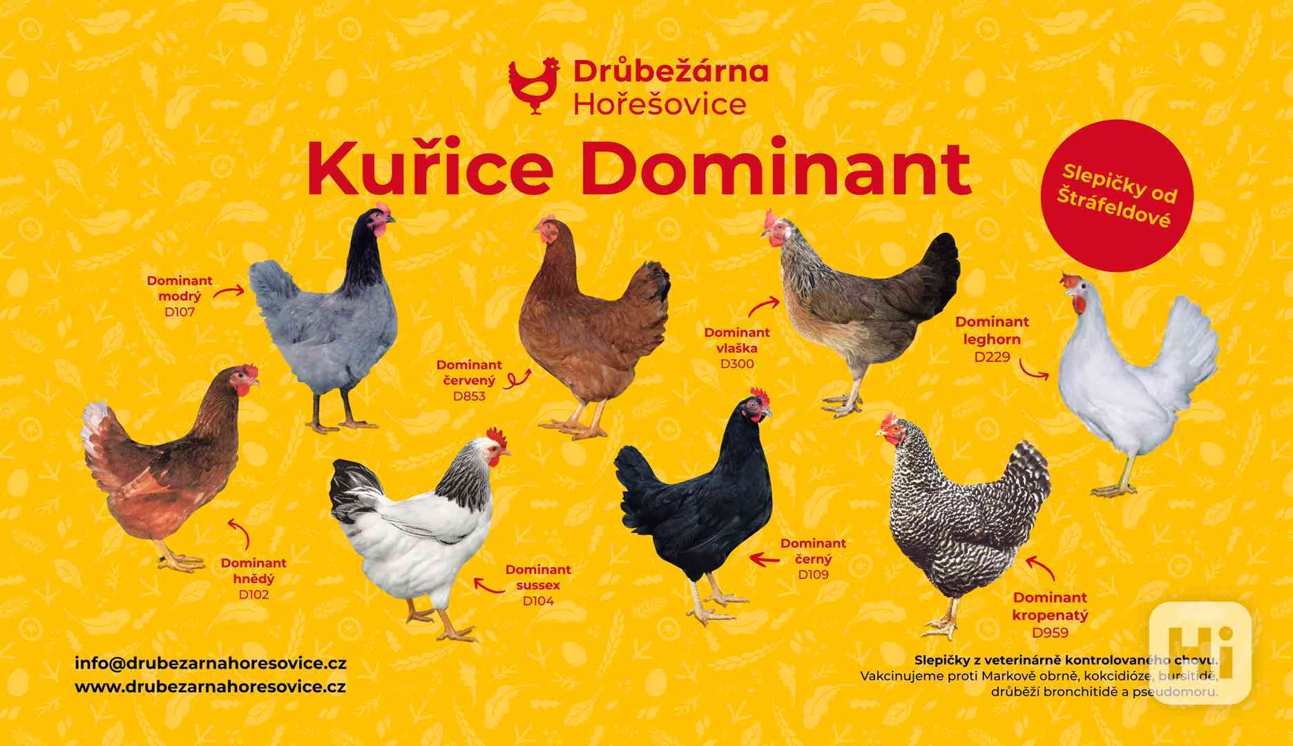 Barevné kuřice na snášku DOMINANT - foto 1