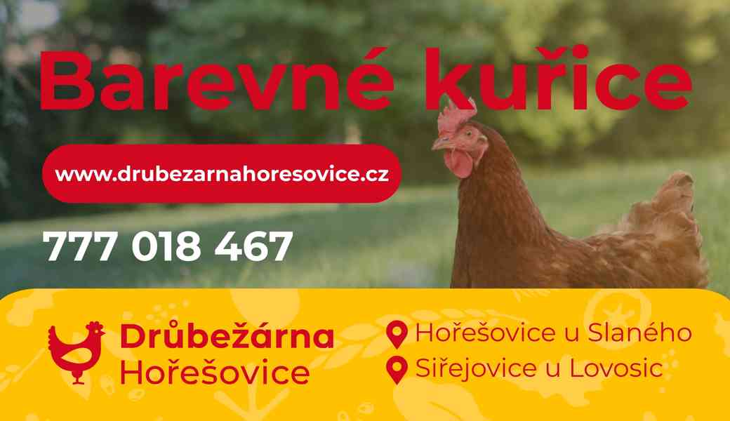 Barevné kuřice na snášku DOMINANT - foto 4