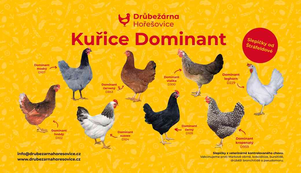 Barevné kuřice na snášku DOMINANT - foto 1