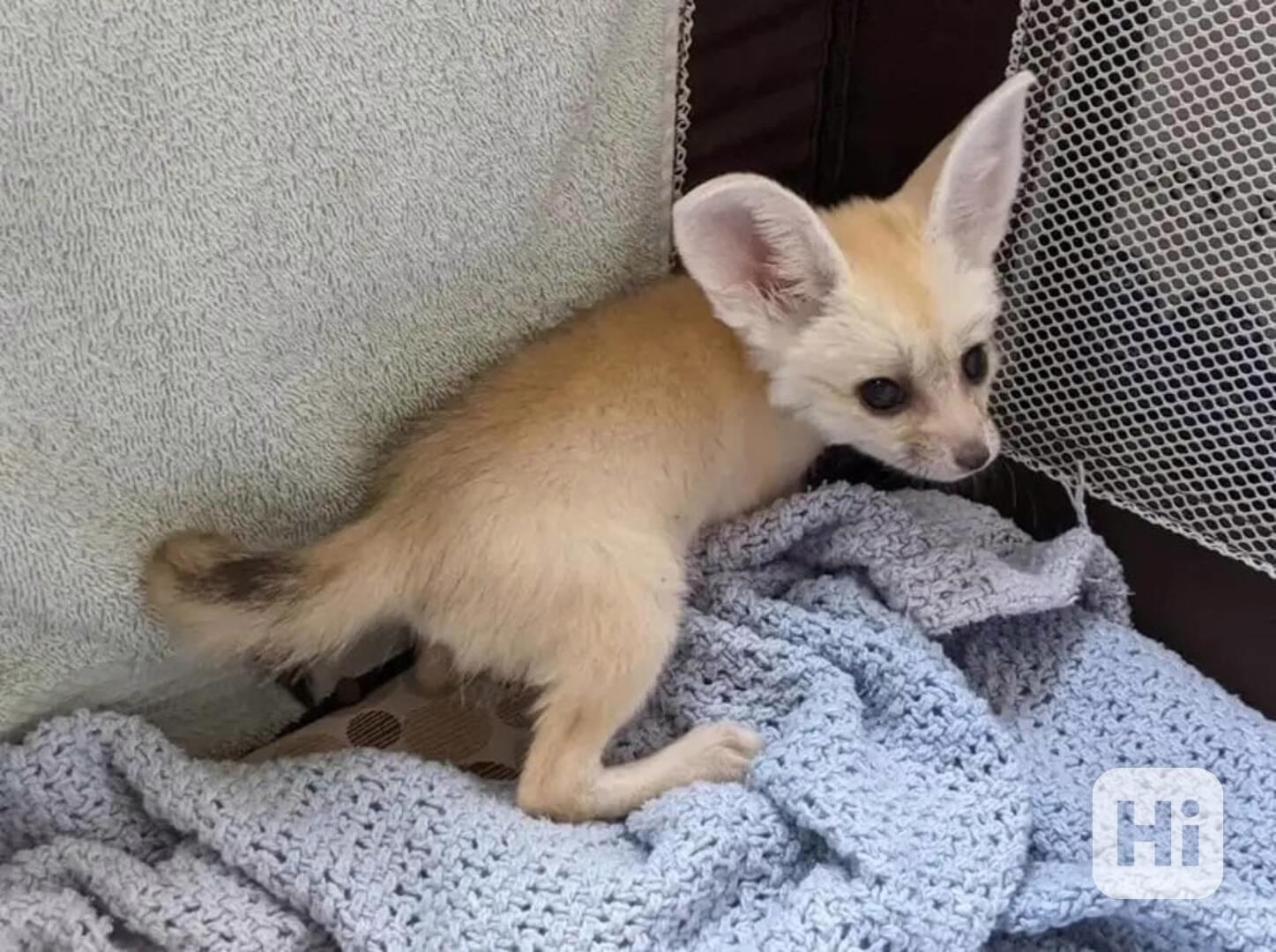 Fennec liška k bezplatné adopci zcela dárek  - foto 1