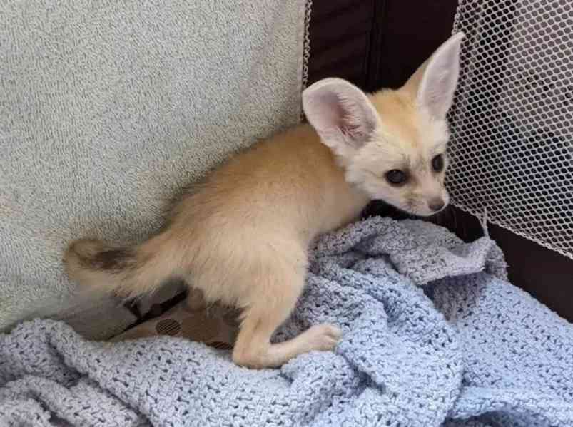 Fennec liška k bezplatné adopci zcela dárek 