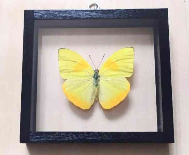 Tropičtí motýli v rámečku. - foto 4