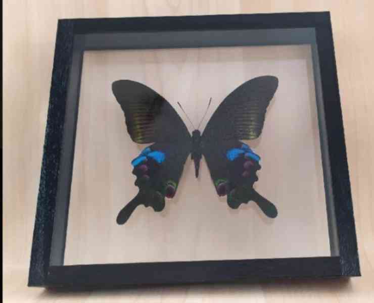 Tropičtí motýli v rámečku. - foto 8