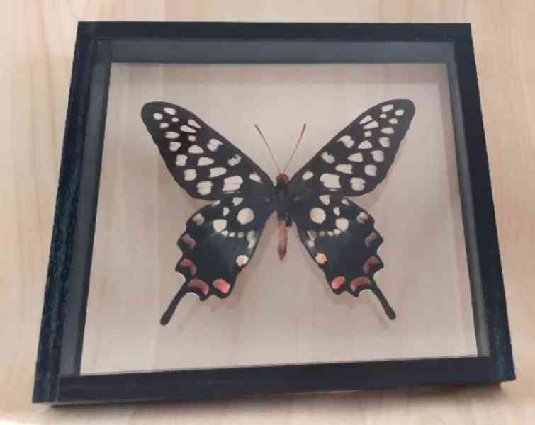 Tropičtí motýli v rámečku. - foto 7
