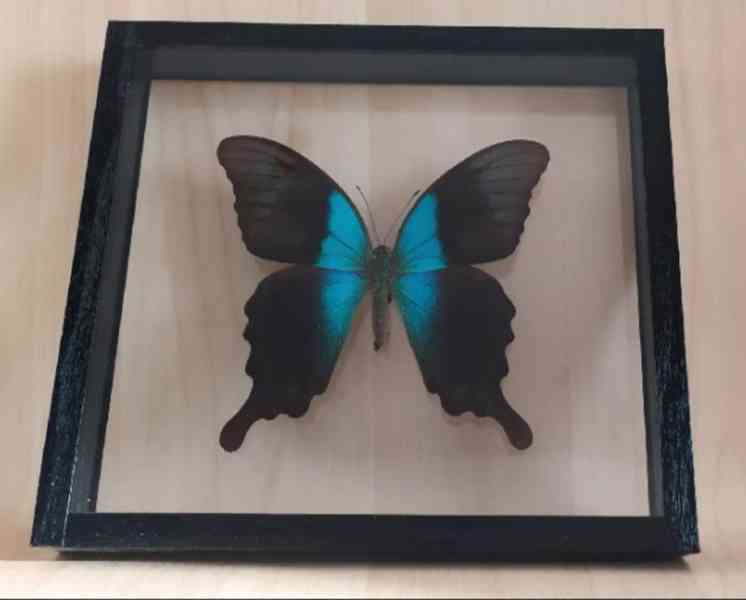Tropičtí motýli v rámečku. - foto 6
