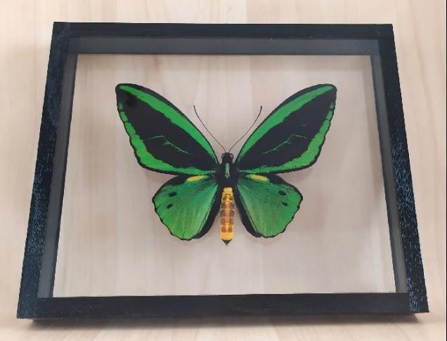 Tropičtí motýli v rámečku. - foto 2