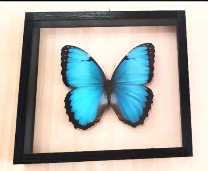Tropičtí motýli v rámečku. - foto 3
