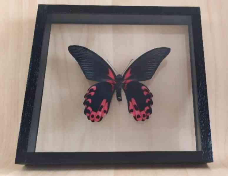 Tropičtí motýli v rámečku. - foto 5
