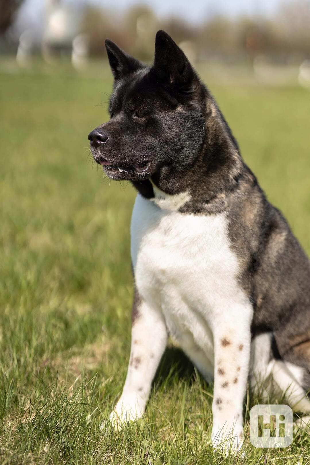 Americká Akita rezervace štěňátek  - foto 1