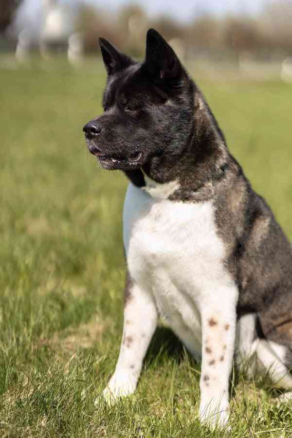 Americká Akita rezervace štěňátek  - foto 1