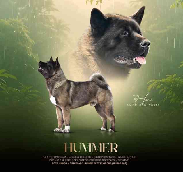 Americká Akita rezervace štěňátek  - foto 2