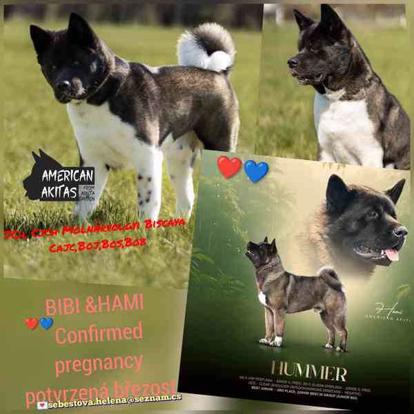 Americká Akita rezervace štěňátek  - foto 3