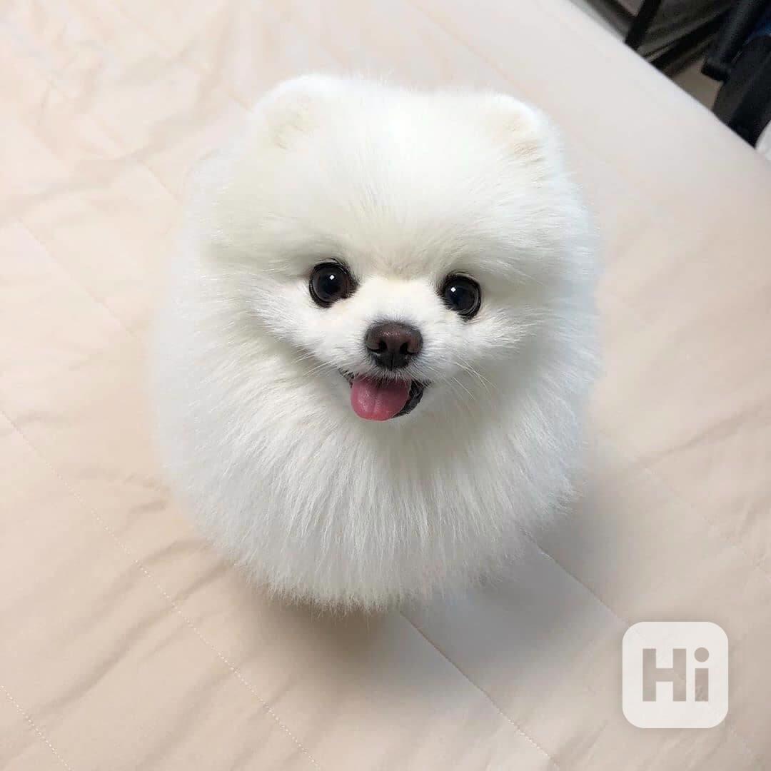 Roztomilá štěňata pomeranianů! - foto 1