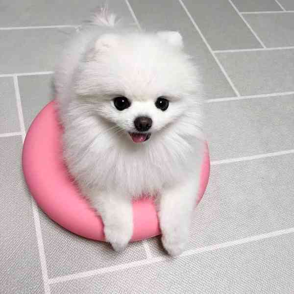 Roztomilá štěňata pomeranianů! - foto 2