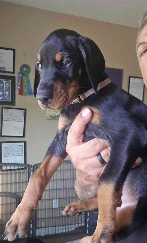 12týdenní dobrman Naléhavě potřebuje nový domov. - foto 2