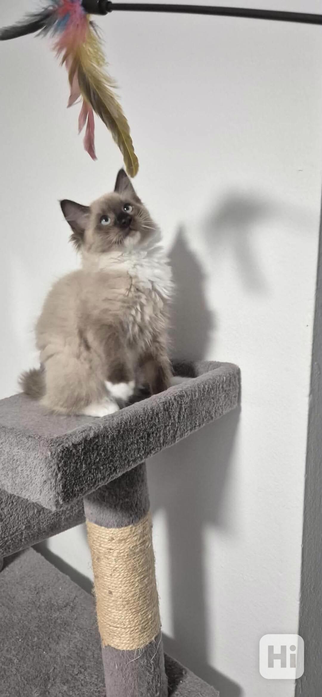 Ragdoll - foto 1