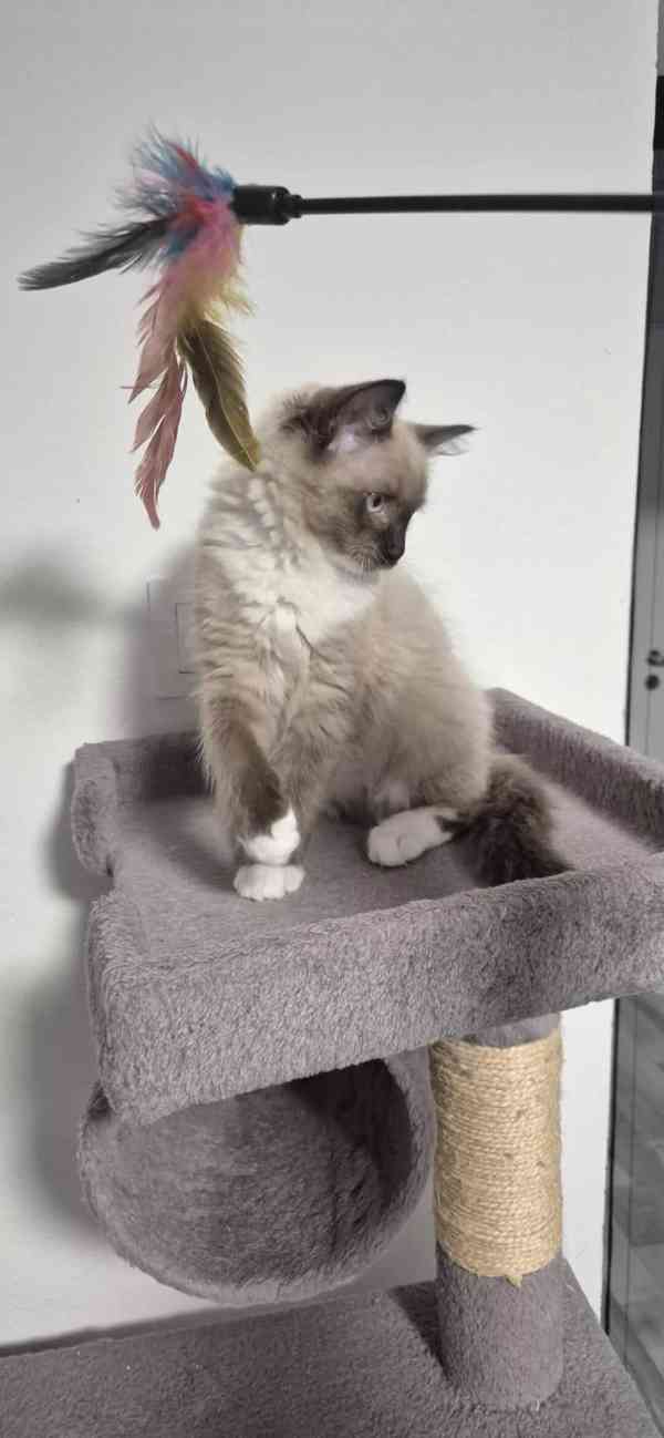Ragdoll - foto 5